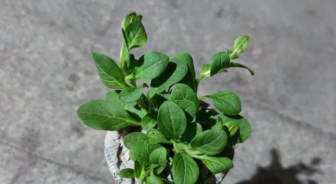 矮牵牛花种子播种的最佳时间是什么时候？播种后需要注意什么？