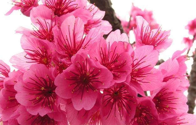 樱花的三个传说意义是什么？樱花背后的故事有哪些？
