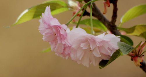 樱花的寓意是什么？樱花象征着什么含义？