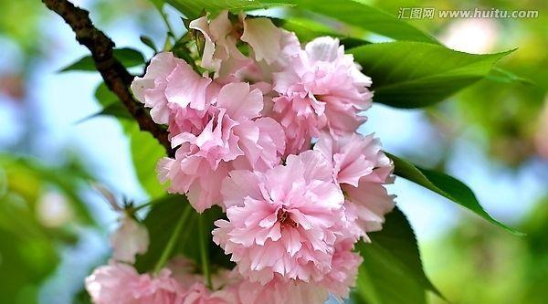 樱花的寓意是什么？樱花象征着什么含义？