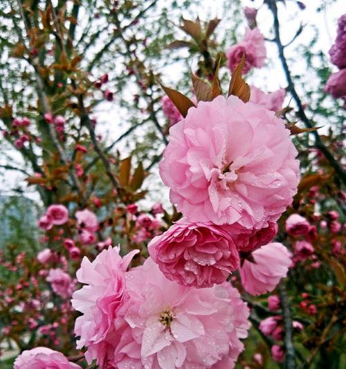 樱花花语是什么？樱花的寓意有哪些常见问题？