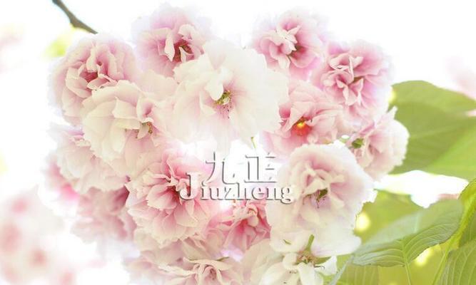 樱花花语是什么？樱花的寓意有哪些常见问题？