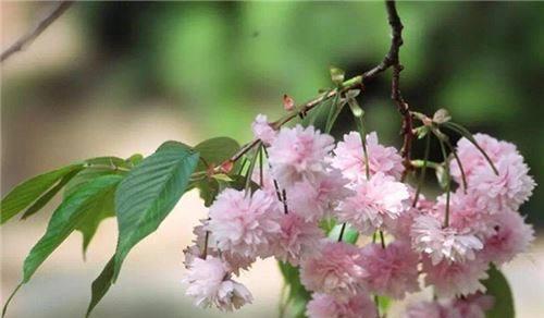 樱花花语是什么意思？樱花代表的含义有哪些？