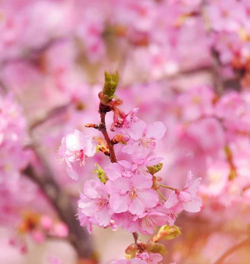 樱花花语是什么意思？樱花代表的含义有哪些？