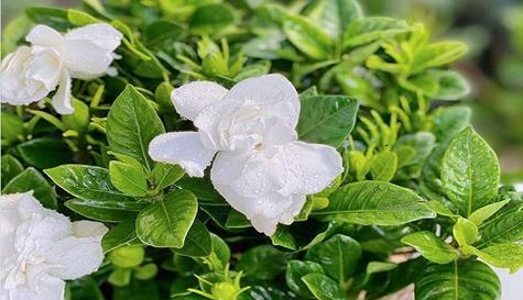 樱水晶花语是什么？它有哪些寓意和象征意义？