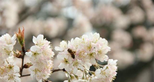 樱桃花的花语是什么？如何正确解读樱桃花的含义？
