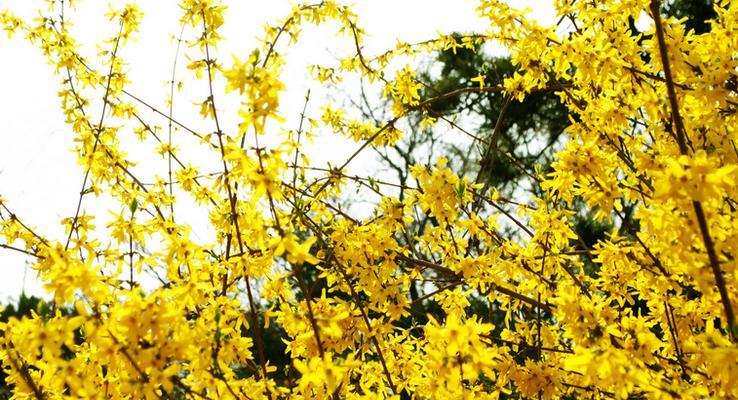 迎春花的花语是什么？如何用迎春花表达情感？