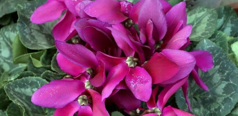 仙客来花的花语是什么？如何用它表达爱意？