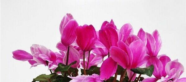 仙客来花的花语是什么？如何用它表达爱意？
