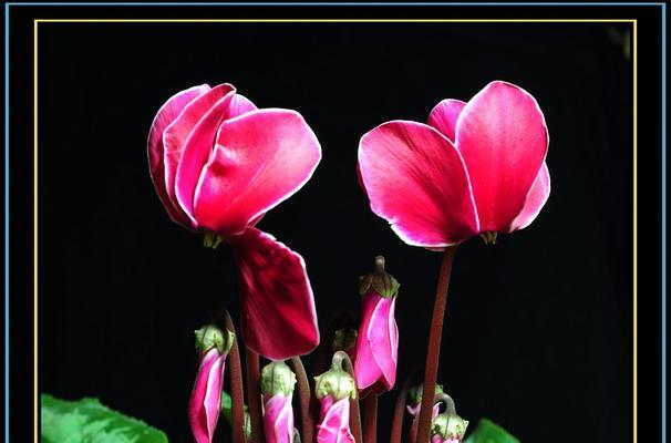 仙客来花象征什么？如何正确理解其花语含义？
