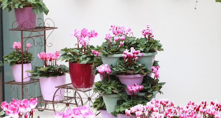 仙客来花象征什么？如何正确理解其花语含义？