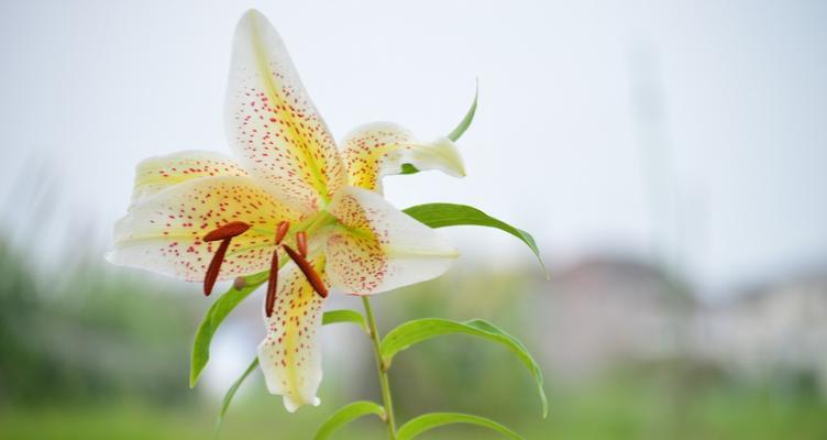白百合花的花语是什么？如何正确表达爱意？