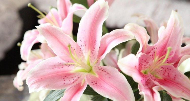 白百合花的花语是什么？如何正确表达爱意？