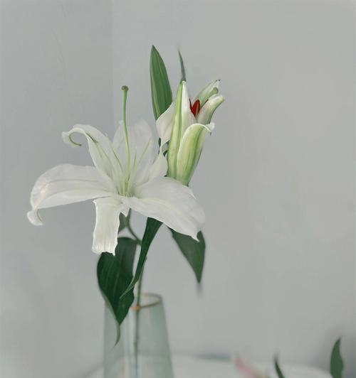 白百合花的寓意是什么？如何正确理解白百合花的语言？