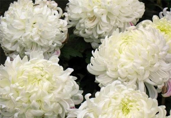 白菊花代表什么意思？白菊花的象征意义有哪些？