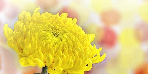 白菊花代表什么？白菊花的花语有哪些含义？