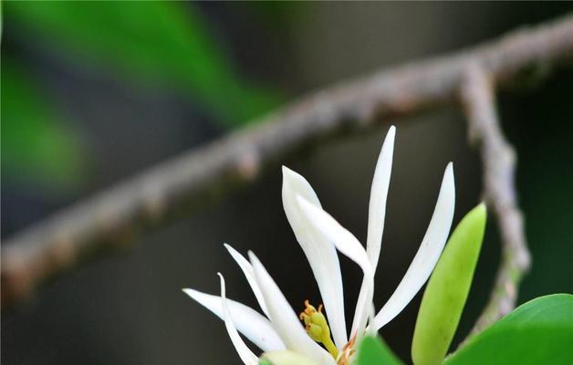 白兰花的花语是什么？它象征着什么含义？