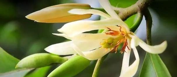白兰花花语是什么？如何用白兰花表达爱意？