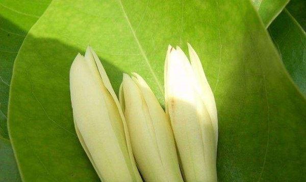 白兰花花语是什么？如何用白兰花表达爱意？