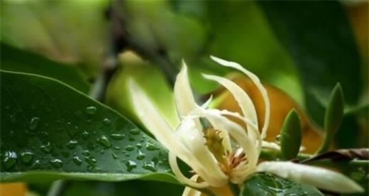 白兰花花语是什么？如何用白兰花表达爱意？