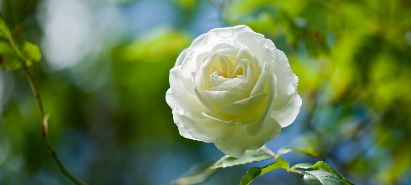 白玫瑰代表什么？白玫瑰的花语有哪些含义？