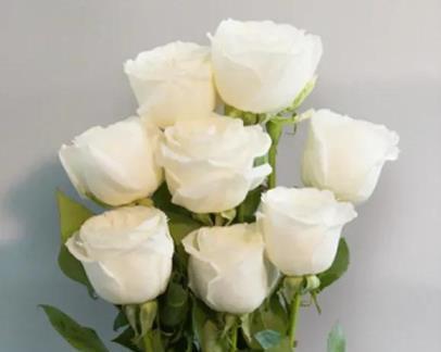 白玫瑰花的花语是什么？如何正确表达爱意？