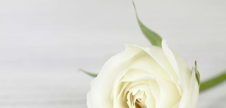白玫瑰适合送什么人？白玫瑰花语有哪些含义？