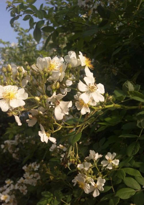 白蔷薇代表什么？白蔷薇的花语有哪些含义？