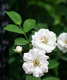 白蔷薇象征着什么？白蔷薇的花语和含义是什么？