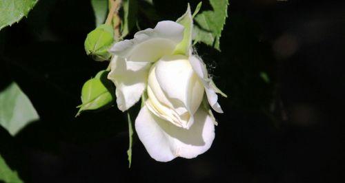 白蔷薇象征着什么？白蔷薇的花语和含义是什么？
