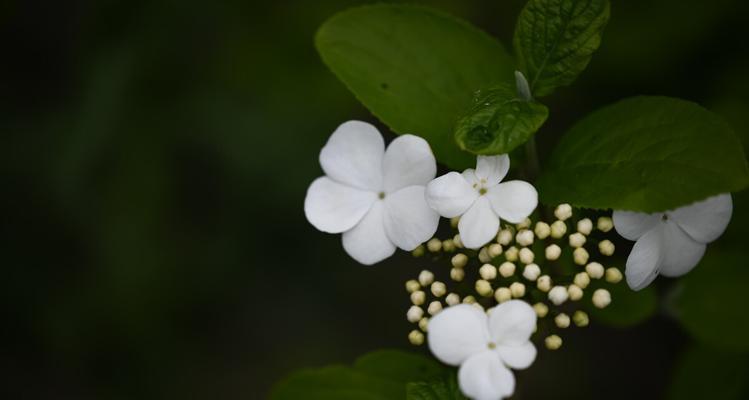 白琼花的含义有哪些常见疑问解答？