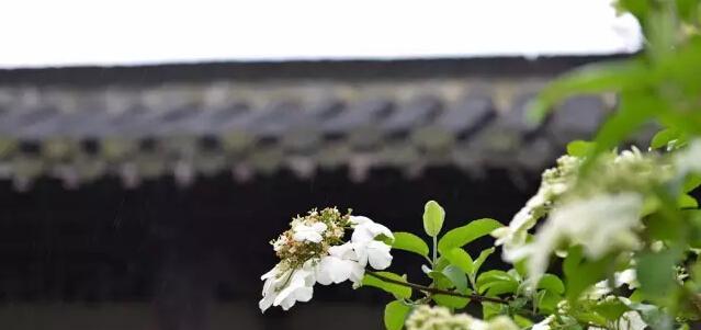 白琼花的含义有哪些常见疑问解答？