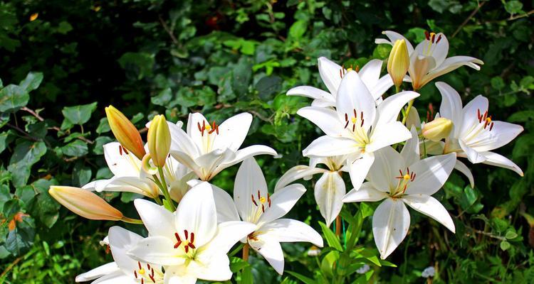 白色百合花的花语有哪些含义？