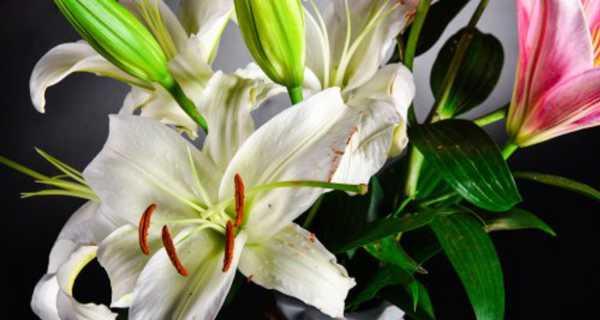 白色百合花语是什么？如何正确表达爱意？