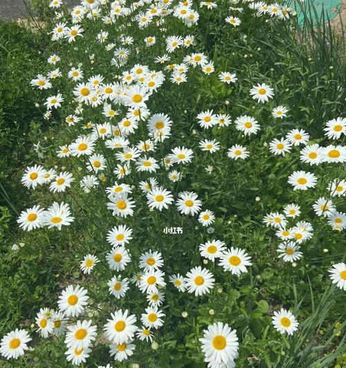 白色雏菊花语是什么？如何表达爱意和纯洁？