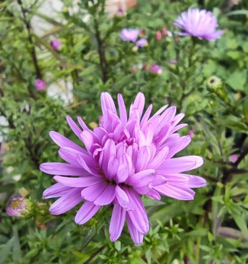 白色翠菊代表什么含义？