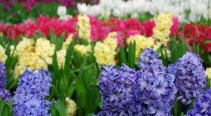 白色风信子的花语有哪些含义？