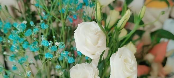 白色桔梗花的花语是什么？白色桔梗花代表了哪些含义？