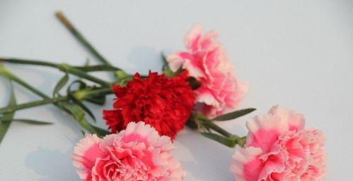 白色康乃馨代表什么？花语含义有哪些常见疑问解答？