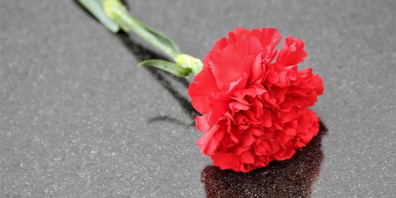 白色康乃馨代表什么？花语含义有哪些常见疑问解答？