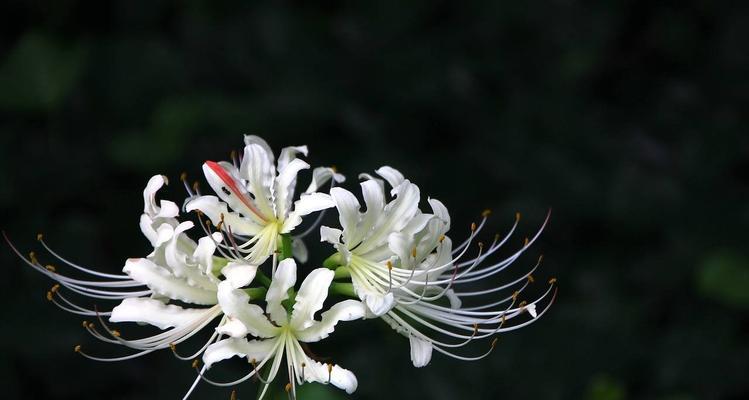 白色曼陀罗花语有哪些含义？