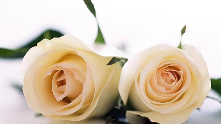 白色玫瑰花花语是什么？送白色玫瑰代表什么含义？