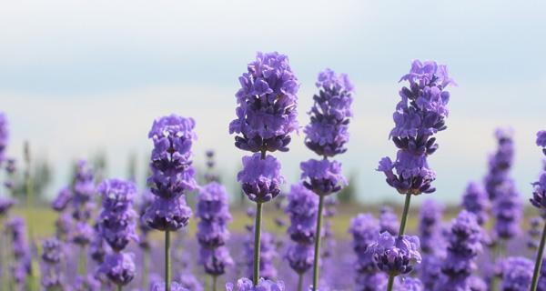 白色薰衣草代表什么？白色薰衣草的花语有哪些含义？