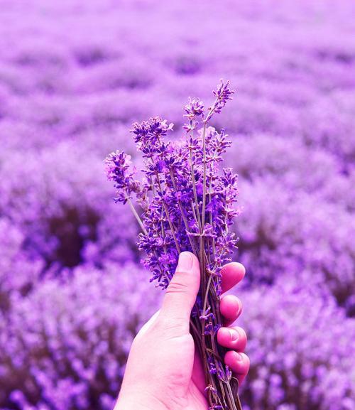 白色薰衣草代表什么？白色薰衣草的花语有哪些含义？