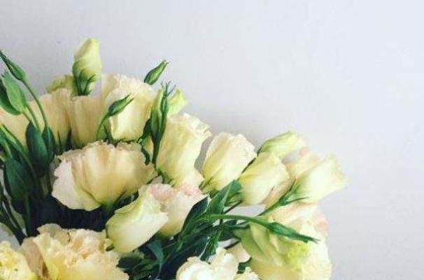 白色洋桔梗花语是什么？如何用它表达情感？