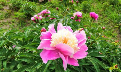 白芍药花语是什么？如何用白芍药表达爱意？