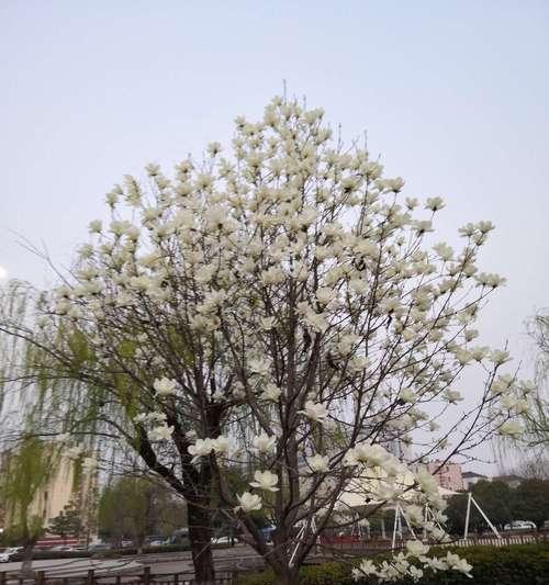 白玉兰象征着什么？如何理解白玉兰的深层含义？