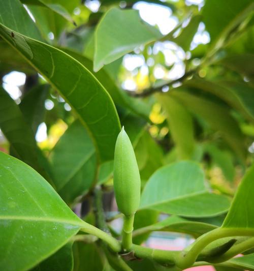 白玉兰花语是什么？寓意有哪些常见问题解答？