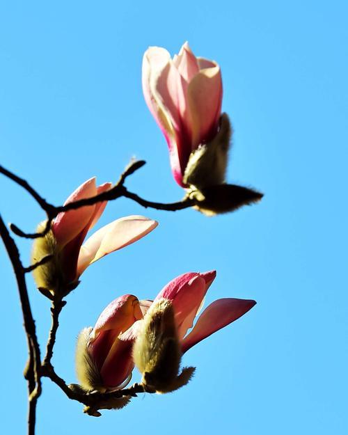 白玉兰花语是什么？寓意有哪些常见问题解答？