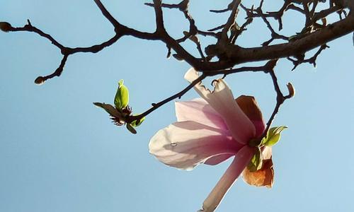 白玉兰花象征着什么？如何正确理解白玉兰花的寓意？